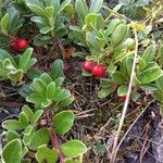 Arctostaphylos uva-ursiFruit