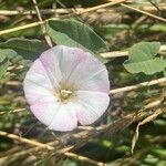 Convolvulus arvensis Кветка