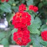 Lantana camaraBlomma