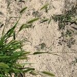 Setaria viridis Blodyn