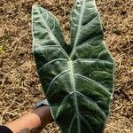 Alocasia longiloba Leaf