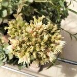 Aeonium haworthii Kvet