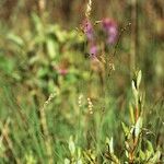 Hierochloe odorata Fleur