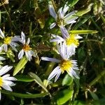 Tripolium pannonicum 花