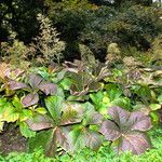 Rodgersia podophylla Alkat (teljes növény)