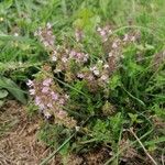 Thymus pulegioidesFlower