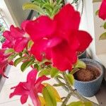 Adenium obesumBlomst