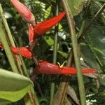 Heliconia tortuosa Цвят