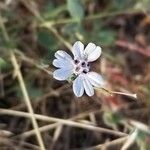 Blepharipappus scaber Flower