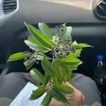 Miconia ligustroides Flor
