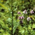 Scutellaria integrifolia Хабит