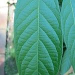 Combretum indicum Ліст