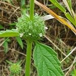 Leucas deflexa Flower