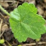 Tellima grandiflora পাতা