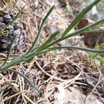 Linaria aeruginea Fulla