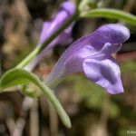 Scutellaria siphocampyloides 花