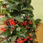 Ardisia crenata Květ