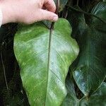 Philodendron cotonense Otro