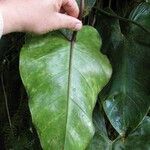 Philodendron cotonense Diğer