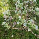 Salix caesia Likasa