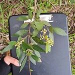 Notelaea longifolia Lapas