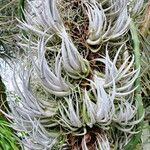 Tillandsia mitlaensis Habit