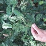 Cephalotaxus harringtonia Frunză