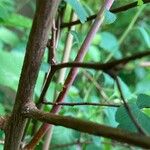 Spiraea chamaedryfolia Corteccia