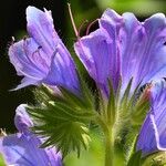 Echium plantagineum Flor