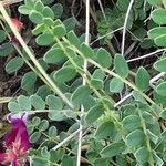 Astragalus monspessulanus Листок