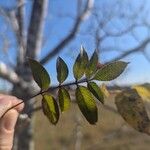 Zanthoxylum clava-herculis Hoja