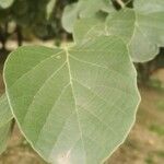 Cordia myxa Leaf