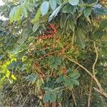 Coffea canephora Frucht