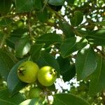 Psidium cattleyanum Ffrwyth