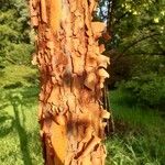 Acer griseum Bark