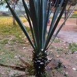 Yucca schidigera Frunză