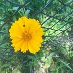 Coreopsis lanceolataKukka