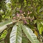 Ardisia opegrapha Fruit