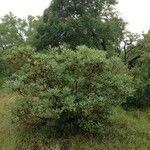 Arbutus xalapensis Habitus