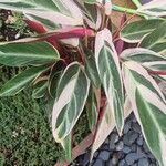 Stromanthe thalia Leaf