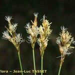 Carex praecox Blodyn