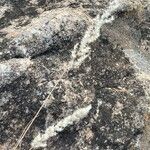 Enneapogon desvauxii Floro