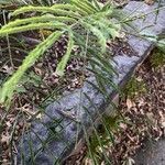 Acacia berlandieri Hoja