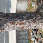 Quercus garryana Corteza