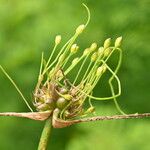 Allium oleraceum Blomma