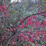 Euonymus europaeus Habitus