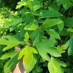 Sassafras albidumLeaf