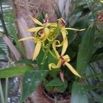 Prosthechea cochleata Çiçek