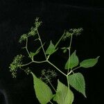 Pimpinella urceolata Облик