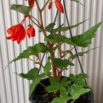 Begonia boliviensisBlüte